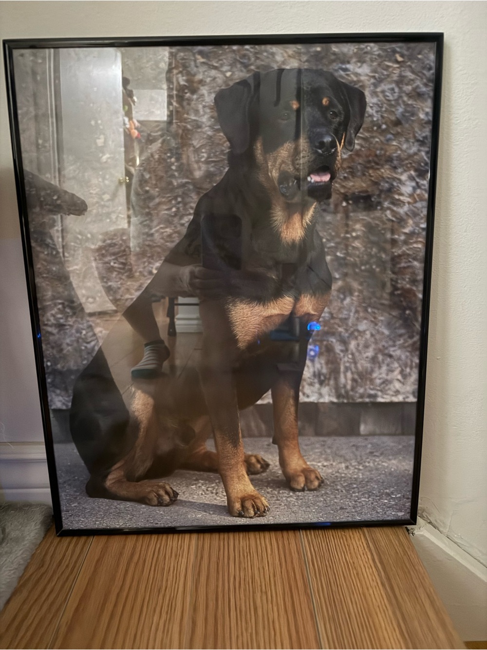 Source Unknown Black and Tan Dog Wall Art Poster